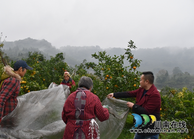 纳溪区乡贤刘华强:扎根乡村,助农发展(图2) 纳溪区乡贤刘华强:扎根乡村,助农发展(图2)