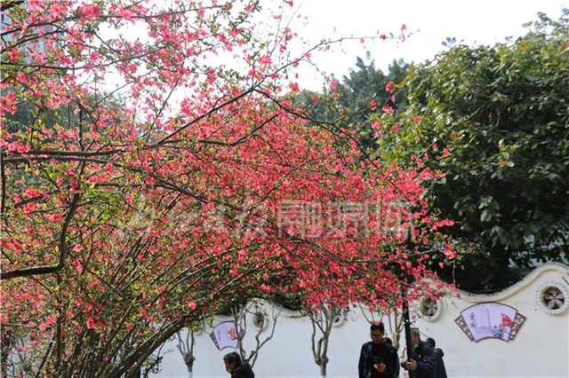 怒放！内江城区的海棠花正盛开(图3)