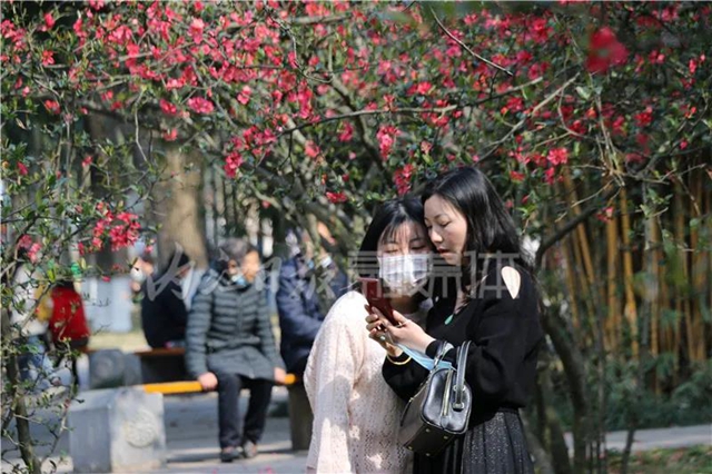 怒放！内江城区的海棠花正盛开(图4)
