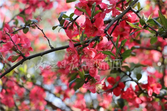 怒放！内江城区的海棠花正盛开(图2)