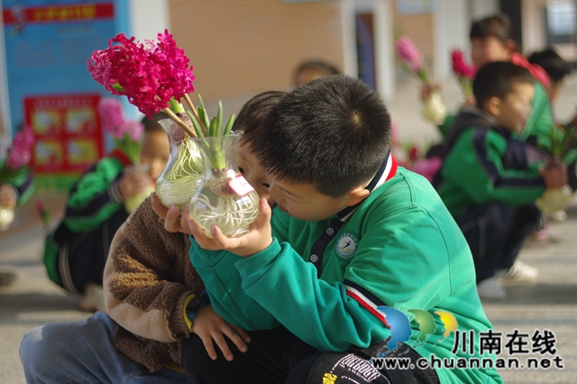 赏花 +采摘　泸县城东小学成了春天里的乐园(图5)