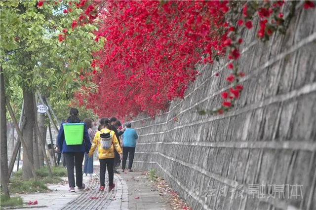美哭！内江城区数百米“花墙”惊动了好多摄影师(图2)
