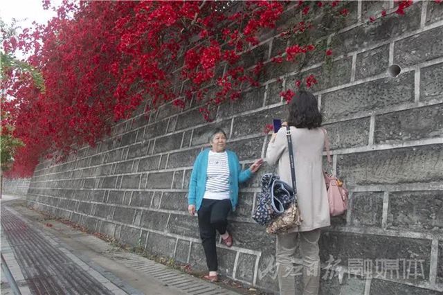 美哭！内江城区数百米“花墙”惊动了好多摄影师(图3)
