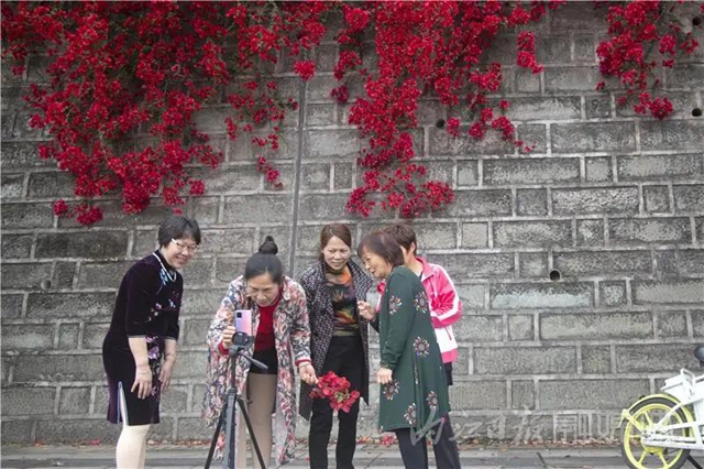 美哭！内江城区数百米“花墙”惊动了好多摄影师(图5)