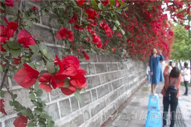 美哭！内江城区数百米“花墙”惊动了好多摄影师(图7)