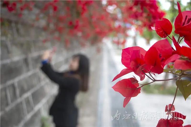 美哭！内江城区数百米“花墙”惊动了好多摄影师(图9)