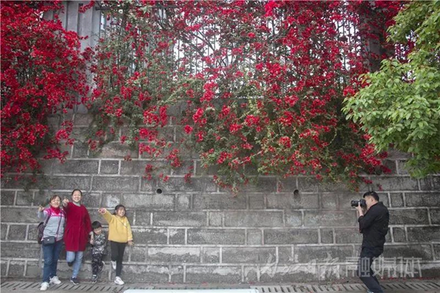 美哭！内江城区数百米“花墙”惊动了好多摄影师(图10)