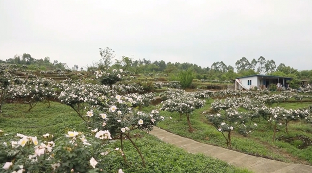 美如画！合江这里漫山遍野刺梨花美山乡(图3)