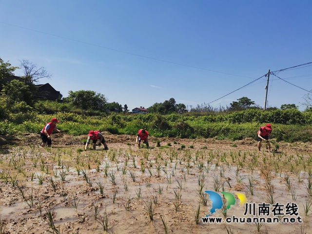 泸县：党员志愿者伸援手，撂荒地变身丰产(图1)