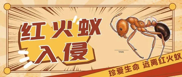 【紧急提醒】红火蚁已到达泸州这5个地方！有你吗？(图1)