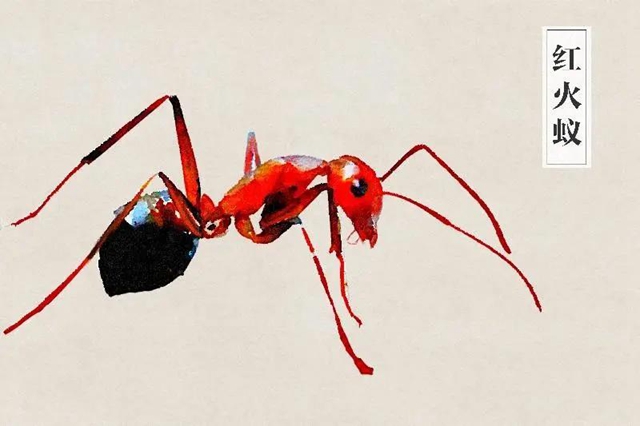 【紧急提醒】红火蚁已到达泸州这5个地方！有你吗？(图4)