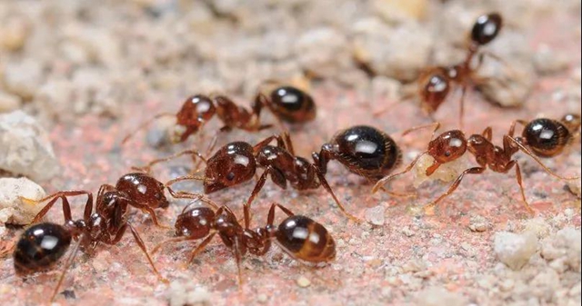 【紧急提醒】红火蚁已到达泸州这5个地方！有你吗？(图5)