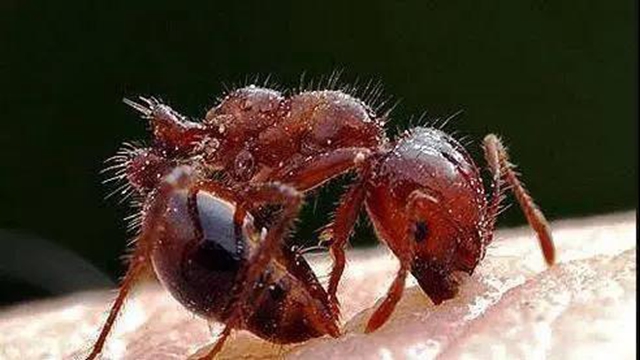 【紧急提醒】红火蚁已到达泸州这5个地方！有你吗？(图6)
