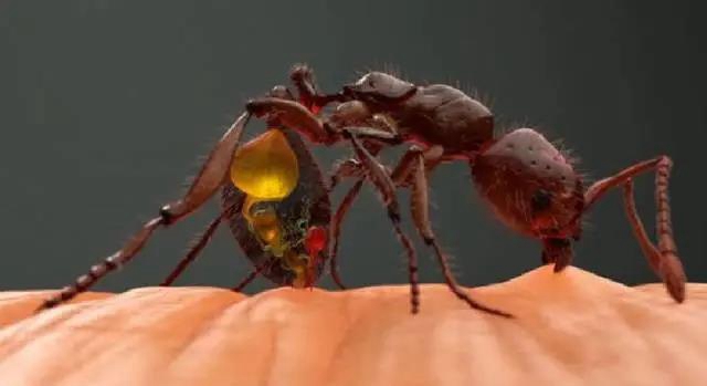 【紧急提醒】红火蚁已到达泸州这5个地方！有你吗？(图7)