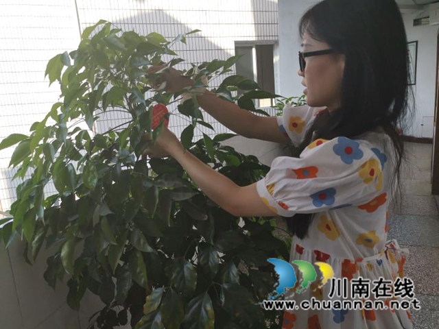 合江县自然资源和规划局组织开展党员“办公区护绿志愿行动”(图3)