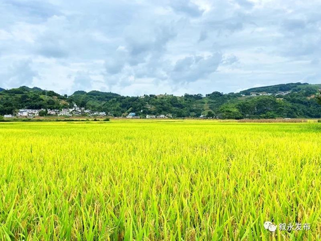 荷花、稻田、云卷云舒，在叙永落卜云山坝，总有一样打动你！(图8)