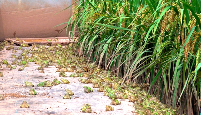 泸州古蔺：稻蛙共养 绘就绿色生态致富路(图3)