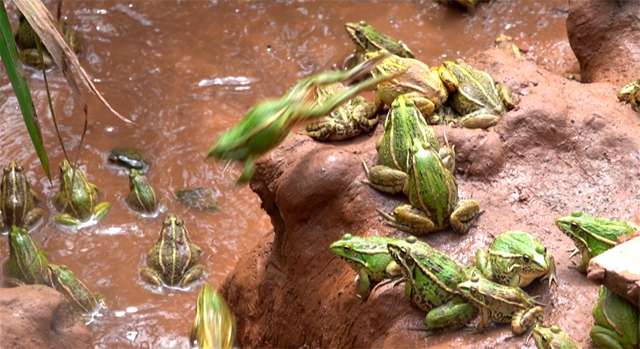 泸州古蔺：稻蛙共养 绘就绿色生态致富路(图4)