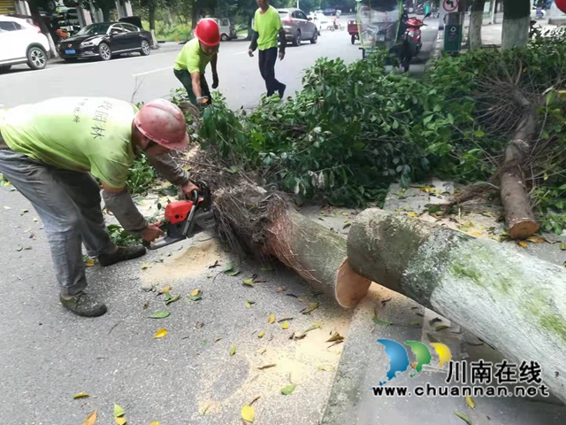 泸县：大树撞倒阻碍交通，绿化工人巧手化险(图1)