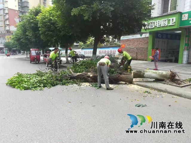 泸县：大树撞倒阻碍交通，绿化工人巧手化险(图3)