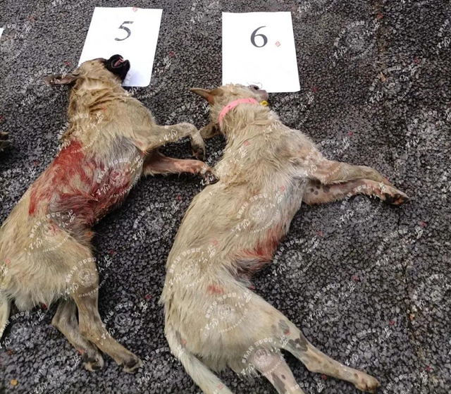泸州多人痛失爱犬，7名嫌疑人已被抓，作案手段残忍……(图3)