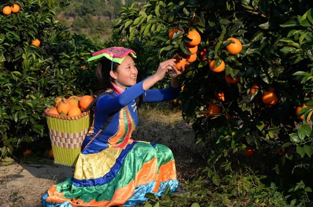 “古蔺甜橙”被全国名特优新农产品名录收集登录(图5)