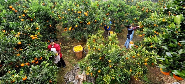 “古蔺甜橙”被全国名特优新农产品名录收集登录(图9)
