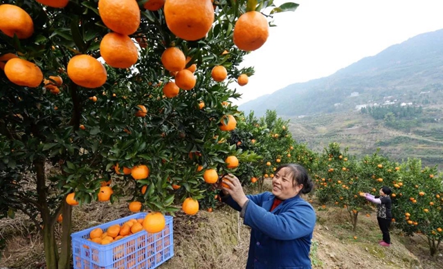 “古蔺甜橙”被全国名特优新农产品名录收集登录(图10)