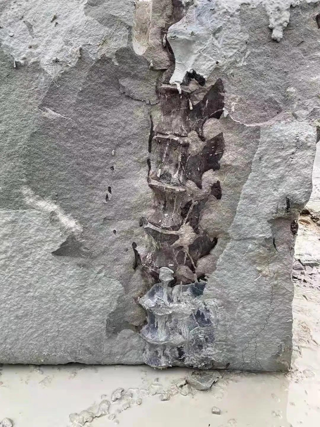 恐龙？还是……隆昌这里一工地挖出巨型骨骼化石(图3)