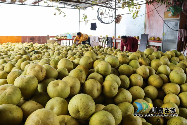 泸州：种上真龙柚，土地收入翻十番(图1)