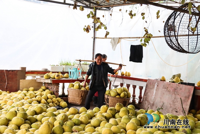 泸州：种上真龙柚，土地收入翻十番(图2)