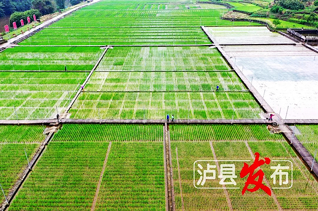 1000余份特殊水稻种子从海南空运回泸县，这是为何？又有何用？