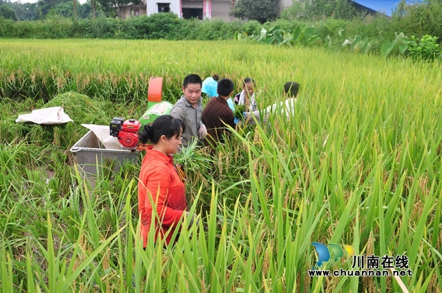 高产！泸县60万亩水稻平均亩产650.3公斤、总产近40万吨！