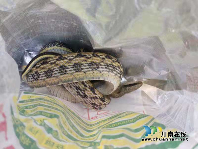 泸州：菜花蛇“住”进居民家，消防员捉蛇排险（附视频，胆小慎入！）