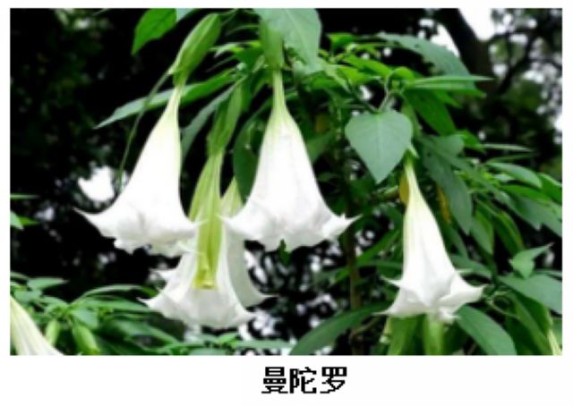 曼陀罗、滴水观音、化儿草……四川夏季常见有毒植物食物中毒预防
