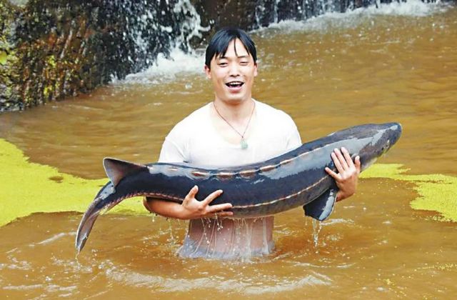 “鲟”梦长江 三方合力保护长江鲟