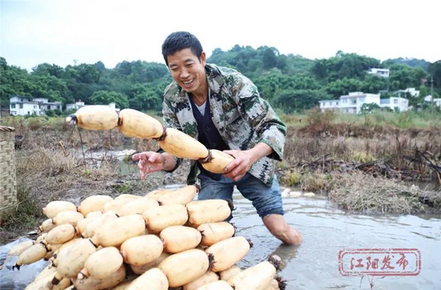 蔬菜太贵？江阳本土吃货专场来咯！美味还实惠，买它！