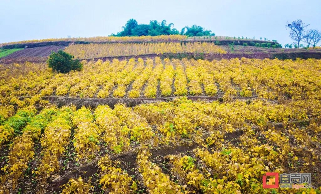 解决三大难题！自贡开创大豆种植新模式