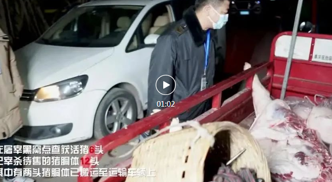 凌晨出击抓现行！泸州查获7家生猪屠宰黑窝点