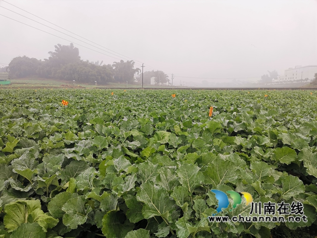强化管理扩大面积  泸县稳住26万亩油菜生产基本盘(图1)