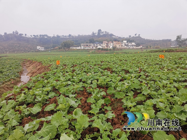 强化管理扩大面积  泸县稳住26万亩油菜生产基本盘(图2)