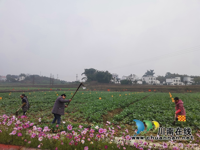 强化管理扩大面积  泸县稳住26万亩油菜生产基本盘(图4)