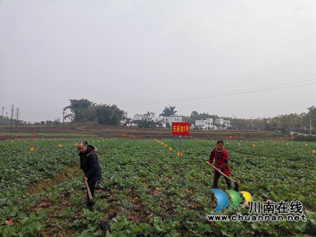 强化管理扩大面积  泸县稳住26万亩油菜生产基本盘(图5)