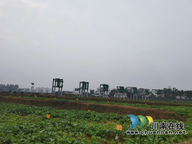 强化管理扩大面积  泸县稳住26万亩油菜生产基本盘(图7)