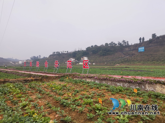 强化管理扩大面积  泸县稳住26万亩油菜生产基本盘(图8)