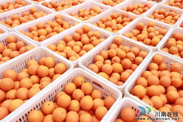 深化东西部产销对接 古蔺农特产品热销青田(图4) 深化东西部产销对接 古蔺农特产品热销青田(图4)