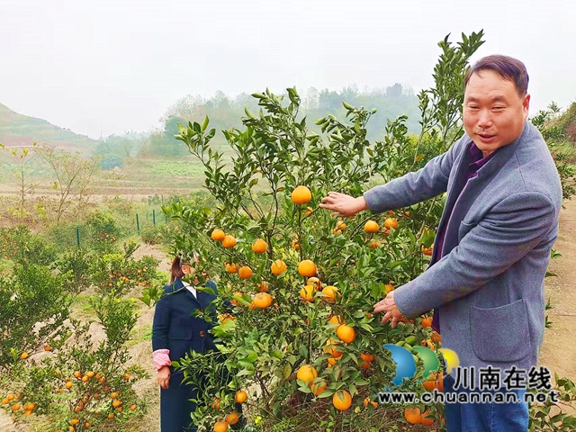 江阳区方山镇方山村：集体公司增收有术，换个卖法次品红苕价增10倍！(图2)
