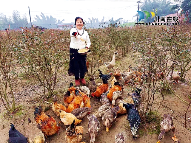 江阳区方山镇“六旬大姐种蓝莓，空档养禽促增收(图1)