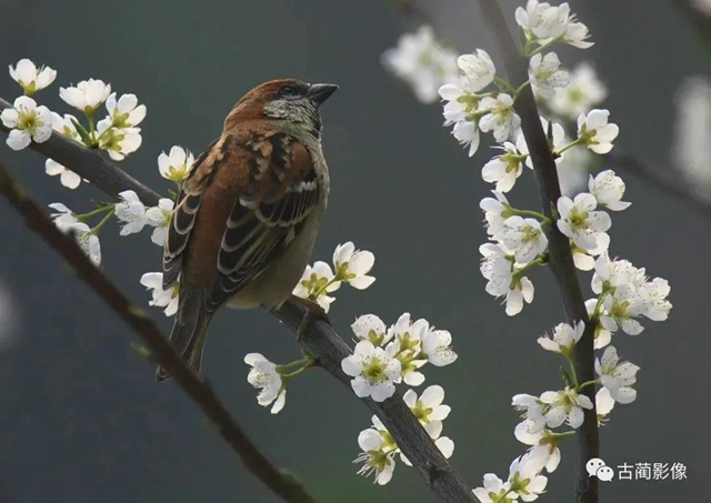 古蔺一年四季都有美景，不信你看！(图4)