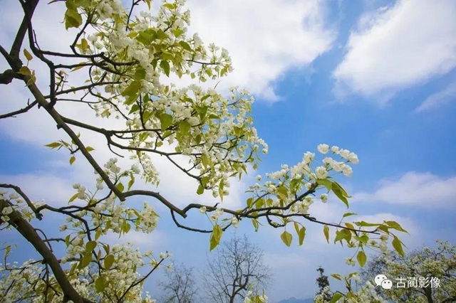 古蔺一年四季都有美景，不信你看！(图2)